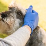 Woman with blue medical gloves caresses dog